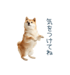家族連絡しば犬【日常会話・かわいい】（個別スタンプ：24）
