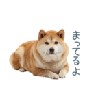 家族連絡しば犬【日常会話・かわいい】（個別スタンプ：25）