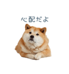 家族連絡しば犬【日常会話・かわいい】（個別スタンプ：26）