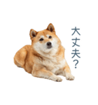 家族連絡しば犬【日常会話・かわいい】（個別スタンプ：29）