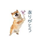 家族連絡しば犬【日常会話・かわいい】（個別スタンプ：30）