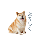 家族連絡しば犬【日常会話・かわいい】（個別スタンプ：31）