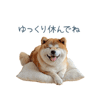 家族連絡しば犬【日常会話・かわいい】（個別スタンプ：32）