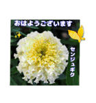 真夏の山野草で 日々のご挨拶（個別スタンプ：1）