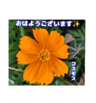 真夏の山野草で 日々のご挨拶（個別スタンプ：2）