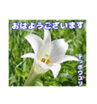 真夏の山野草で 日々のご挨拶（個別スタンプ：3）