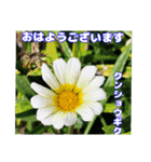 真夏の山野草で 日々のご挨拶（個別スタンプ：5）