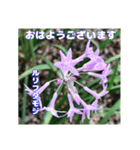真夏の山野草で 日々のご挨拶（個別スタンプ：6）