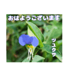 真夏の山野草で 日々のご挨拶（個別スタンプ：7）