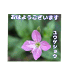 真夏の山野草で 日々のご挨拶（個別スタンプ：8）