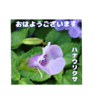 真夏の山野草で 日々のご挨拶（個別スタンプ：9）