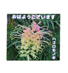 真夏の山野草で 日々のご挨拶（個別スタンプ：11）