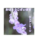真夏の山野草で 日々のご挨拶（個別スタンプ：12）