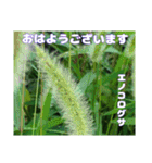 真夏の山野草で 日々のご挨拶（個別スタンプ：13）