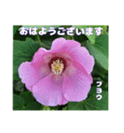真夏の山野草で 日々のご挨拶（個別スタンプ：14）