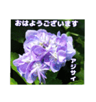 真夏の山野草で 日々のご挨拶（個別スタンプ：15）