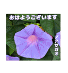 真夏の山野草で 日々のご挨拶（個別スタンプ：16）