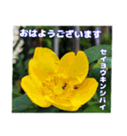 真夏の山野草で 日々のご挨拶（個別スタンプ：17）