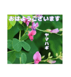真夏の山野草で 日々のご挨拶（個別スタンプ：18）