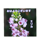 真夏の山野草で 日々のご挨拶（個別スタンプ：19）