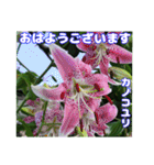 真夏の山野草で 日々のご挨拶（個別スタンプ：20）