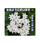 真夏の山野草で 日々のご挨拶（個別スタンプ：21）