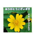 真夏の山野草で 日々のご挨拶（個別スタンプ：22）
