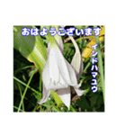 真夏の山野草で 日々のご挨拶（個別スタンプ：23）