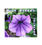 真夏の山野草で 日々のご挨拶（個別スタンプ：24）