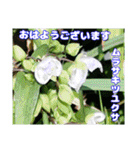 真夏の山野草で 日々のご挨拶（個別スタンプ：25）
