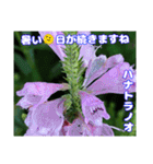真夏の山野草で 日々のご挨拶（個別スタンプ：26）