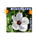 真夏の山野草で 日々のご挨拶（個別スタンプ：27）