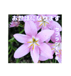 真夏の山野草で 日々のご挨拶（個別スタンプ：29）