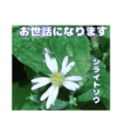 真夏の山野草で 日々のご挨拶（個別スタンプ：30）