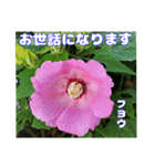 真夏の山野草で 日々のご挨拶（個別スタンプ：31）