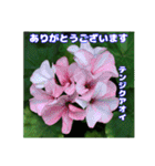 真夏の山野草で 日々のご挨拶（個別スタンプ：32）