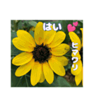 真夏の山野草で 日々のご挨拶（個別スタンプ：33）