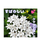真夏の山野草で 日々のご挨拶（個別スタンプ：34）