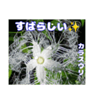 真夏の山野草で 日々のご挨拶（個別スタンプ：35）