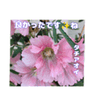真夏の山野草で 日々のご挨拶（個別スタンプ：37）