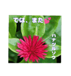 真夏の山野草で 日々のご挨拶（個別スタンプ：38）