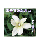 真夏の山野草で 日々のご挨拶（個別スタンプ：39）