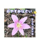 真夏の山野草で 日々のご挨拶（個別スタンプ：40）