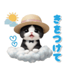 気軽に使える 可愛いハチワレ猫 麦わら帽（個別スタンプ：20）