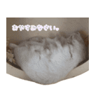 わが家のハムちゃんずスタンプ♪（個別スタンプ：40）