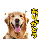 リアル☆ゴールデンレトリバー（個別スタンプ：2）