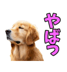 リアル☆ゴールデンレトリバー（個別スタンプ：5）