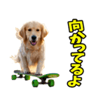 リアル☆ゴールデンレトリバー（個別スタンプ：11）