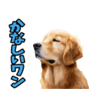 リアル☆ゴールデンレトリバー（個別スタンプ：14）