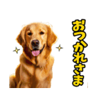 リアル☆ゴールデンレトリバー（個別スタンプ：15）